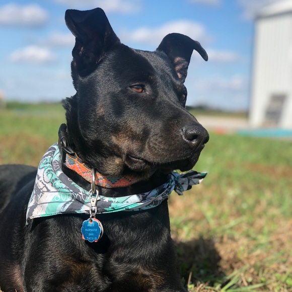 Meet your Posher, Natalie - Picture 4 of 13